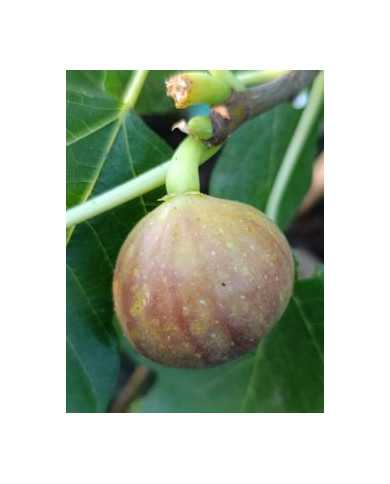 biofeigenbaumcerretto biofeigenbaumcerretto