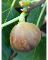 biofeigenbaumcerretto biofeigenbaumcerretto