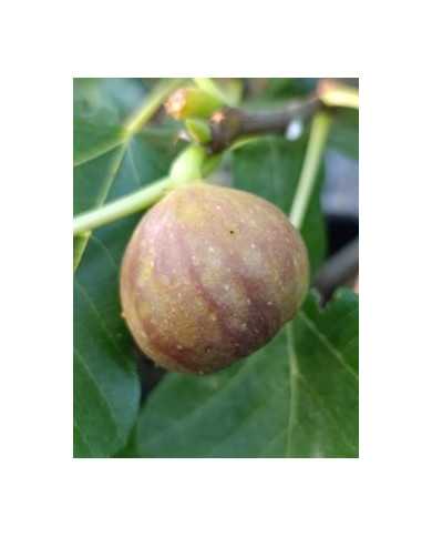 Bio Feigenbaum Cerretto (*) Bio Feigenbaum Cerretto (*)