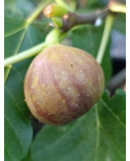 Bio Feigenbaum Cerretto (*) Bio Feigenbaum Cerretto (*)