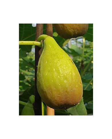 Bio Feigenbaum Cesare (*)