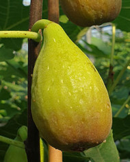 Bio Feigenbaum Cesare (*)