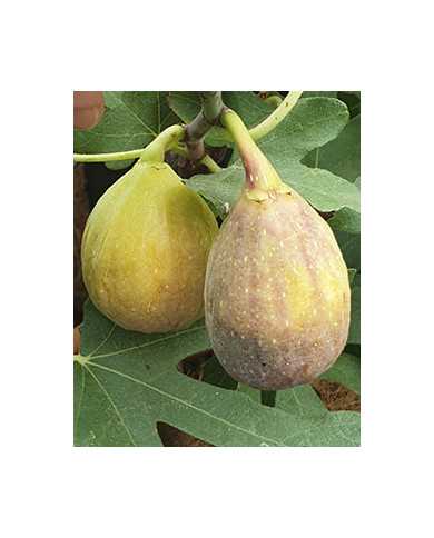 Bio Feigenbaum Cesare (*)