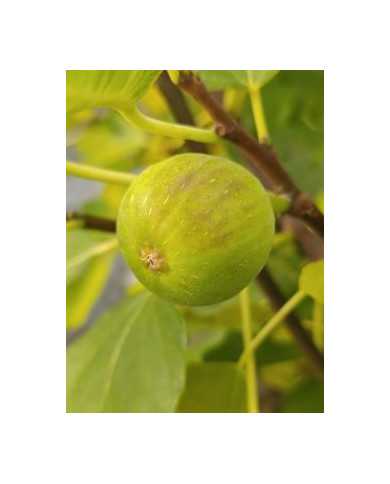 biofeigenbaumchetoui