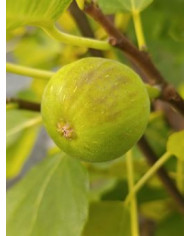 biofeigenbaumchetoui