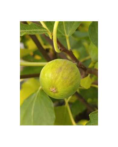 Bio Feigenbaum Chetoui (***)