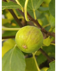 Bio Feigenbaum Chetoui (***)