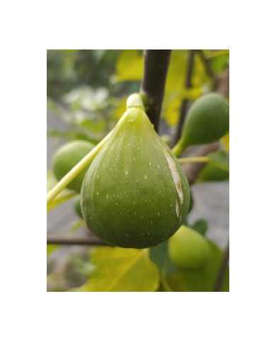 Bio Feigenbaum Chetoui (***)