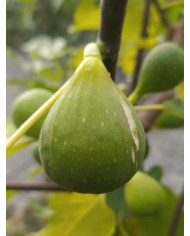 Bio Feigenbaum Chetoui (***)