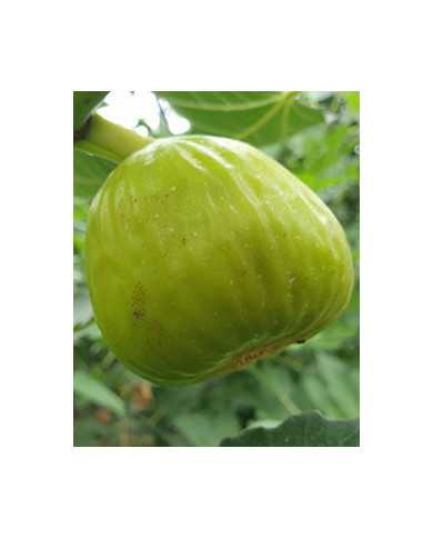 biofeigenbaumchinawhite