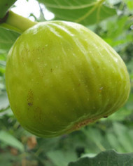 biofeigenbaumchinawhite