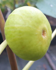 Bio Feigenbaum China White (*)