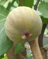 biofeigenbaumcoldedamablanc