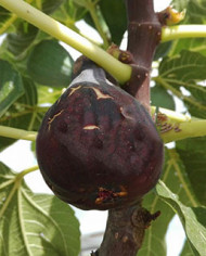 Bio Feigenbaum Col de Dame Noir (**)