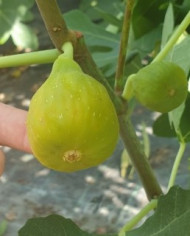 biofeigenbaumcolumbarobianco