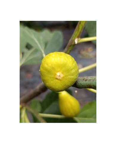 Bio Feigenbaum Columbaro bianco (*) Bio Feigenbaum Columbaro bianco (*)