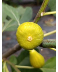 Bio Feigenbaum Columbaro bianco (*) Bio Feigenbaum Columbaro bianco (*)