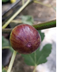 Bio Feigenbaum Columbaro nero (*) Bio Feigenbaum Columbaro nero (*)