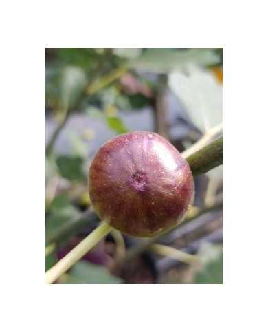 Bio Feigenbaum Columbaro nero (*) Bio Feigenbaum Columbaro nero (*)