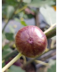 Bio Feigenbaum Columbaro nero (*) Bio Feigenbaum Columbaro nero (*)