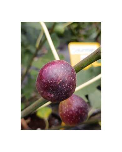 Bio Feigenbaum Columbaro nero (*) Bio Feigenbaum Columbaro nero (*)
