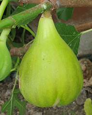 Bio Feigenbaum Conadria (*) Bio Feigenbaum Conadria (*)