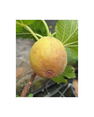 biofeigenbaumcontessina