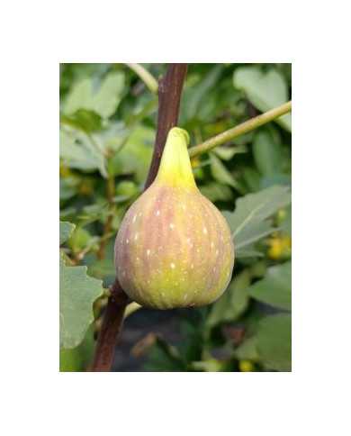 Bio Feigenbaum Contessina