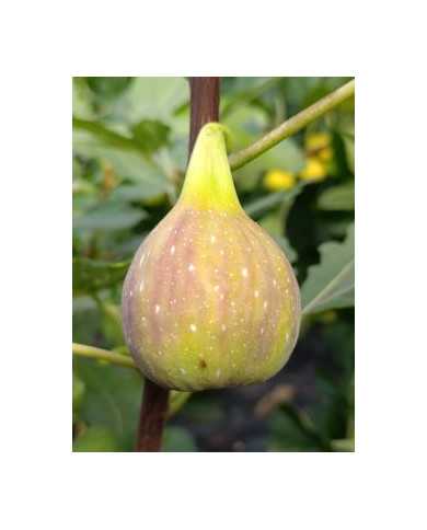 Bio Feigenbaum Contessina Bio Feigenbaum Contessina