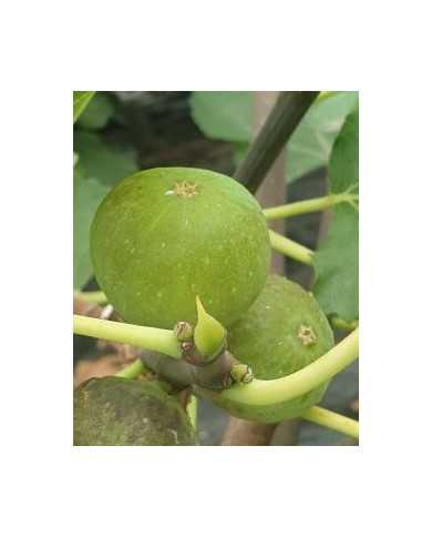 biofeigenbaumculnoire