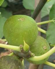 biofeigenbaumculnoire biofeigenbaumculnoire