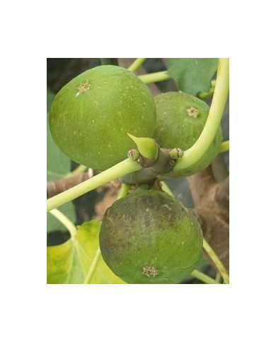 Bio Feigenbaum Cul Noire (***)