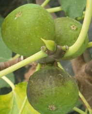 Bio Feigenbaum Cul Noire (***) Bio Feigenbaum Cul Noire (***)