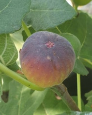 biofeigenbaumdannysdelight