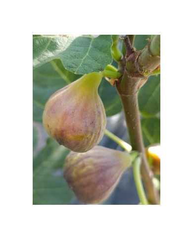 Bio Feigenbaum Dannys Delight (*)