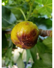 Bio Feigenbaum Dauphine