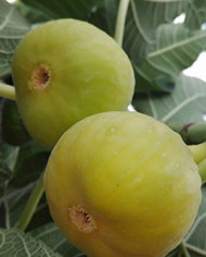 biofeigenbaumdetrevolte