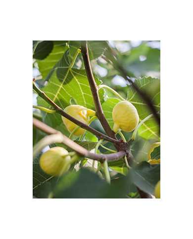 Bio Feigenbaum De tre Volte (*)