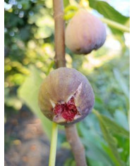 Bio Feigenbaum Delhi (*)