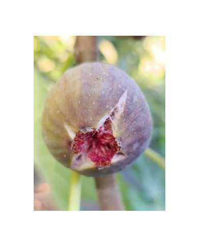 Bio Feigenbaum Delhi (*)