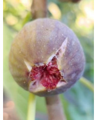 Bio Feigenbaum Delhi (*)