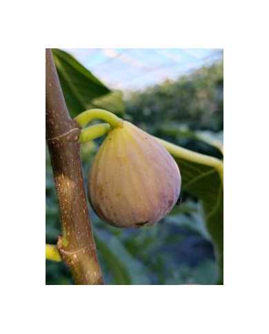 Bio Feigenbaum Delhi (*)