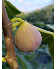 Bio Feigenbaum Delhi (*)