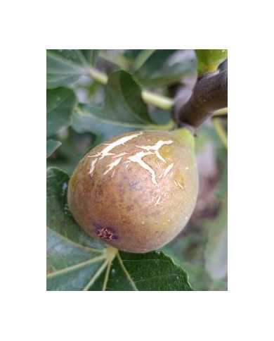 Bio Feigenbaum Dorée