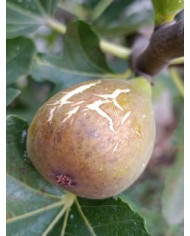 Bio Feigenbaum Dorée