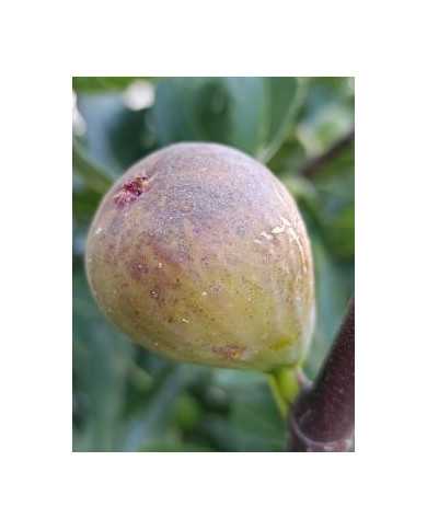 Bio Feigenbaum Dorée