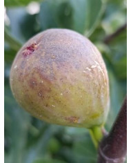 Bio Feigenbaum Dorée