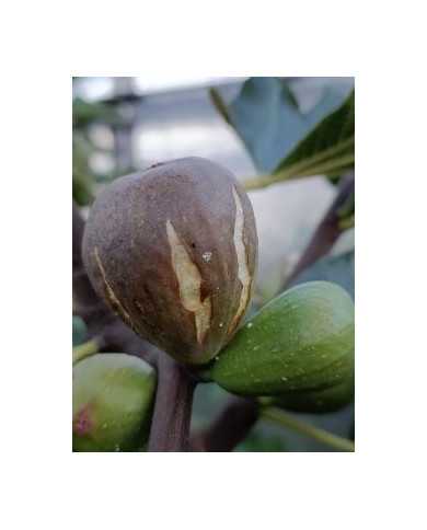 Bio Feigenbaum Dorée