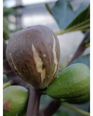 Bio Feigenbaum Dorée