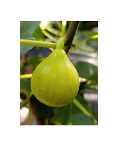 biofeigenbaumdoréedecapentras